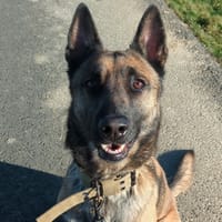 HATCHI, chien à adopter