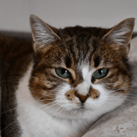 SMOOTHIE, chatte à adopter