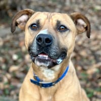 Mojito, chien à adopter