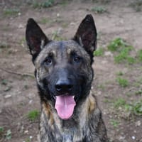 Kari, chien à adopter