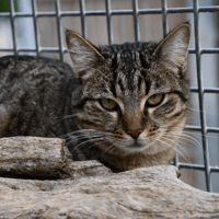 MOCHA, chatte à adopter