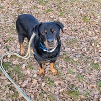 TOUPETTE, chienne à adopter