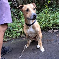 AÏKO la douceur, chien à adopter