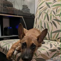 TANINA la malicieuse, chienne à adopter