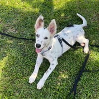 ALMA, chiot femelle Berger Créole, chienne à adopter