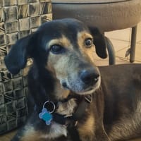 BOLT,  Chien adulte Berger Créole, chien à adopter