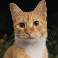 HORUS, chat junior mâle type européen, chat à adopter
