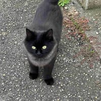 BATMAN, chat à adopter