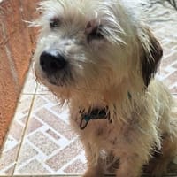 MAYA la petite bichonne, chienne à adopter