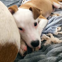 Super NOVA la petite étoile, chienne à adopter