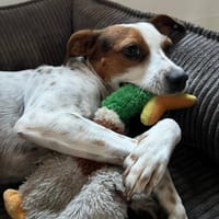 DOUCE, chienne à adopter