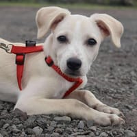 SALAZIE, chienne à adopter