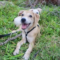 KAÏ, chien à adopter