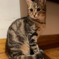 ARNOLD, chat à adopter