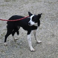 Voria dite Pepone, chienne à adopter