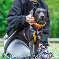 Nori, suczka do adopcji