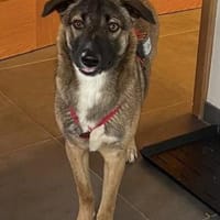 Bootsmann, freundlich, erzogen, Hund zur Adoption