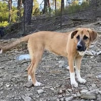 Süße freche Daisy, Hündin zur Adoption