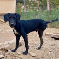 Dreibein Saru ein Schatz auf 3 Pfoten, Hund zur Adoption