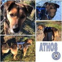 ATHOS -Liebevoll & verschmust-, Hund zur Adoption