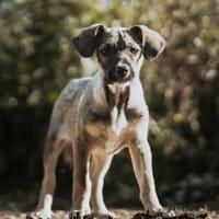 Zuhause gesucht für Clay, Hund zur Adoption