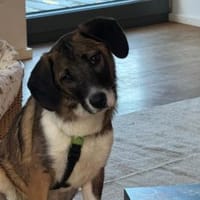 Racker sucht sein Zuhause, Hund zur Adoption