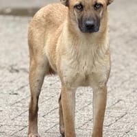 Cara, Hündin kastriert, ca. 1 Jahr, Hündin zur Adoption