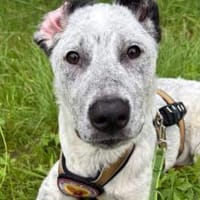 Heller Stern Serafina, Hündin zur Adoption