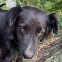 Bagira - von Soldat gerettet, Hündin zur Adoption