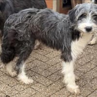 Evita, Hündin, ca. 9 Monate, ca. 50cm, Hündin zur Adoption