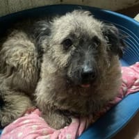 LOTTA - liebe herzliche Hündin, Hündin zur Adoption