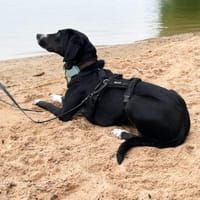 Dua wartet auf ihre eigene Familie, Hündin zur Adoption