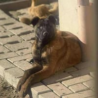 Sokrates sucht verständnisvolle Hände, Hund zur Adoption