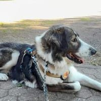 Verspielte Nala sucht ihr Glück, Hündin zur Adoption