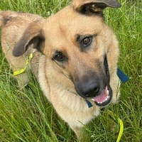 Alma - menschenbezogen und fröhlich, Hündin zur Adoption