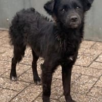 Ana, Hündin, ca. 1 Jahr, ca. 30cm, Hündin zur Adoption