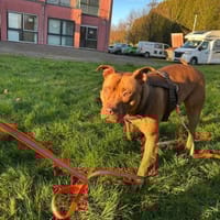 SKADI - mein Herz für tolles Zuhause, Hündin zur Adoption