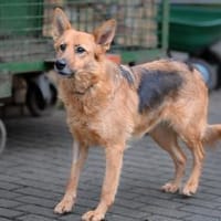 SHAKTY - pfiffig und mit Fledermausohren, Hündin zur Adoption