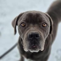 Reka - Einzelprinzessin sucht Zuhause, Hündin zur Adoption