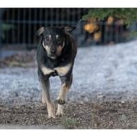 Pinkas - wartet in 99427 Weimar, Hund zur Adoption