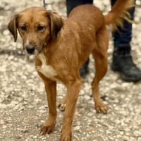 Arielle - die kleine Meerjungfrau, Hündin zur Adoption