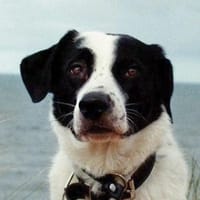 Speckbert, geb. 02/2021, 58636 Iserlohn, Hund zur Adoption