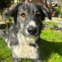 Vermittlungshilfe für Rex🐶, Hund zur Adoption