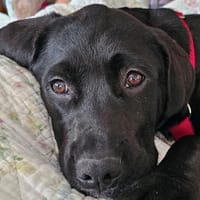 Cleo - Nummer 7 der Welpentruppe, Hündin zur Adoption