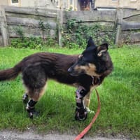 JESSY - zurück im Leben, Hündin zur Adoption