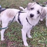 Clyde: Kleiner Kerl mit großem Herz, Hund zur Adoption