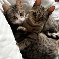 Joey & Olli 💗 warten in 44809 Bochum, Kater zur Adoption