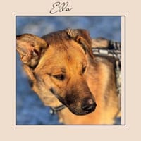 Katzenverträgliche Junghündin sucht DICH, Hündin zur Adoption