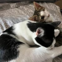 Unsere süßen Geschwisterchen Liv + Vidar, Kater zur Adoption