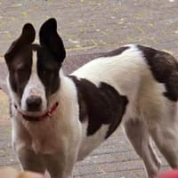 Raja sucht ihr Für-Immer-Zuhause, Hündin zur Adoption